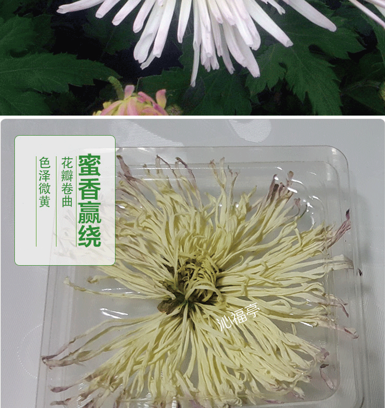 永清香菊王大菊花梨香菊一朵一杯河北香菊60袋包邮花茶