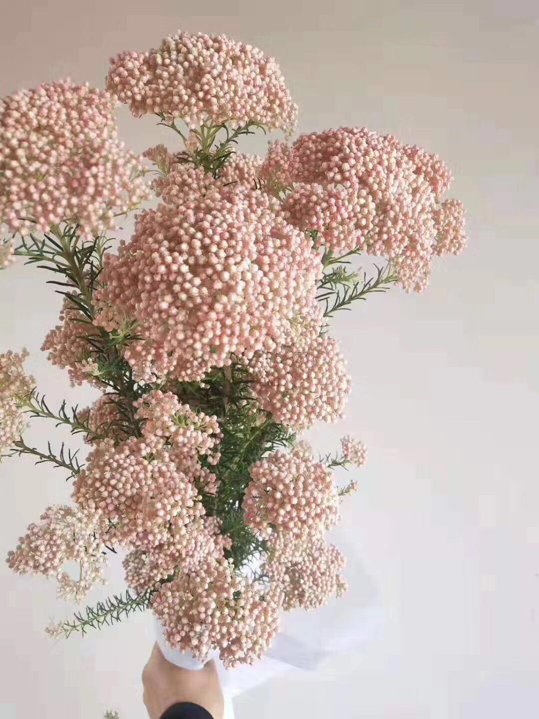 云南昆明鲜花基地直发:小手球雪柳米花水养结婚乔迁招