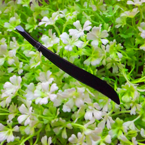 Stainless Steel Brow Clips Black Brow Brow eyebrow tweezers plucking pliers plucted tweezers diagonal opening