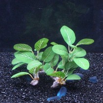 New products emulation water ethnic decoration small sunken wood construction watergrass raising turtle cylinder scenery flowers and grass trees green underfloor swaying pieces