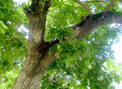 【剑博轩木艺】海南黄花梨 贺寿延年 雕件