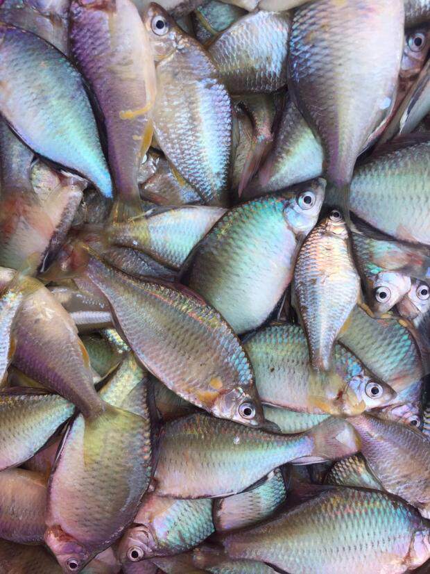 新鲜小扁鱼 打水片 野生 东江河现捕现发 绿色天然无公害小河鱼