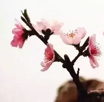 Beauty salon Z for single pack