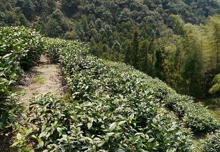 茶香记 甲午古树白茶 福鼎白茶 寿眉 太姥山 2010年 荒野韵味