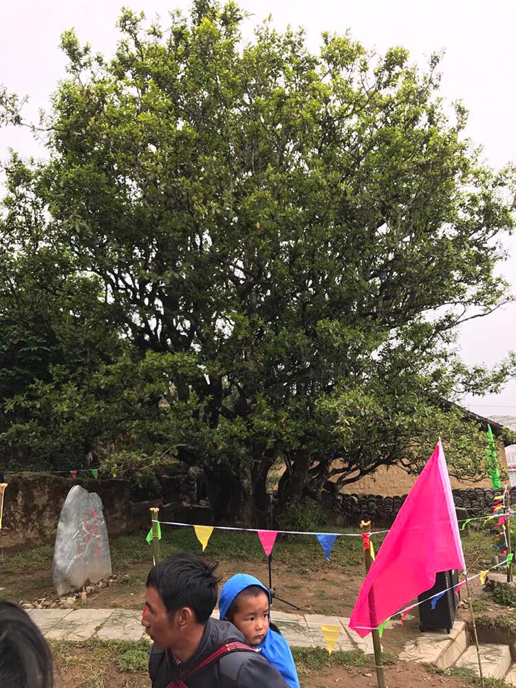 茶香记 白莺山古树春尖 普洱生茶 温暖长伴 无涩味 淡苦味2017年