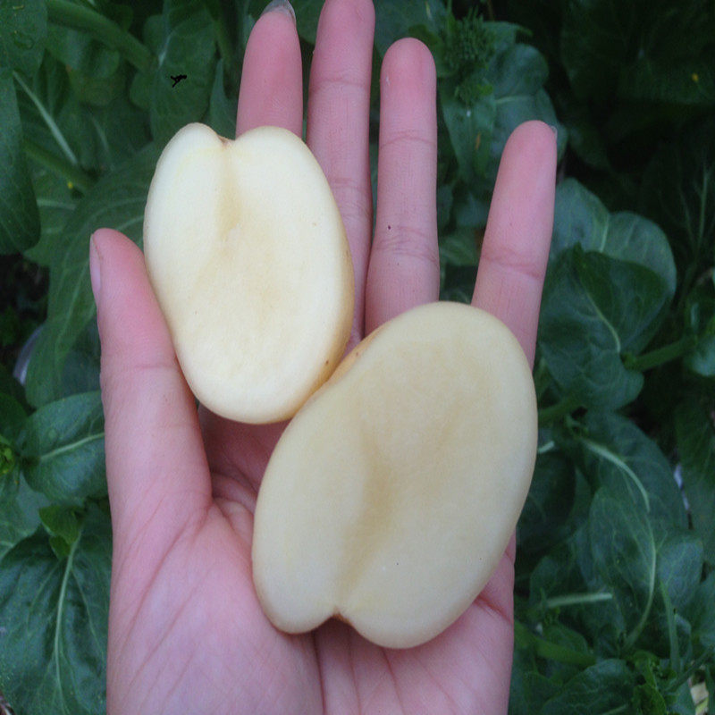 农家自种现挖洋山芋小土豆新鲜蔬菜 洋芋马铃薯 时令辅食烧烤500g_7折