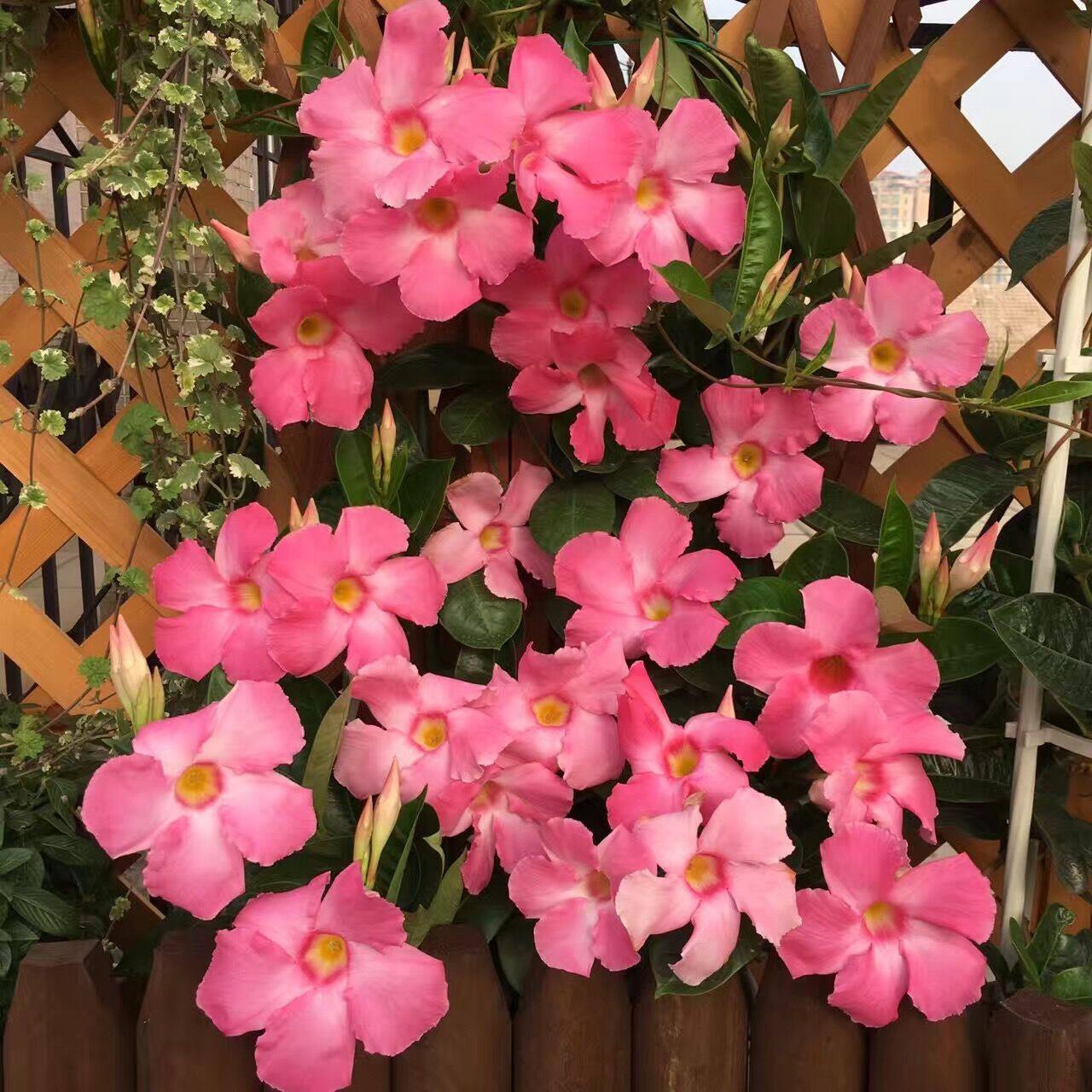 进口双腺藤盆栽多年生爬藤飘香藤双喜藤文藤带