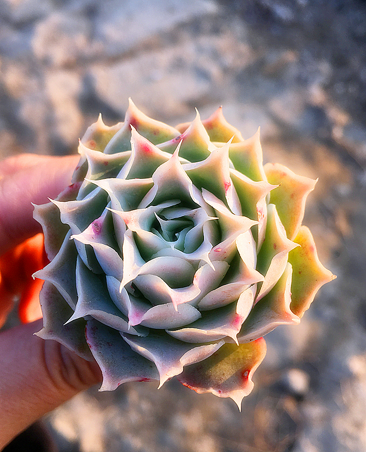 蓝丝绒皱叶月影拉古娜4-5cm 进口多肉植物 碧落绿植 _7折现价14.8元