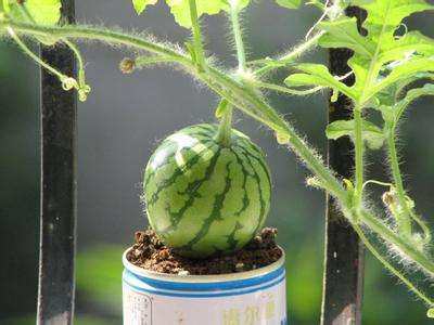 阳台盆栽西瓜,一个夏天吃不完