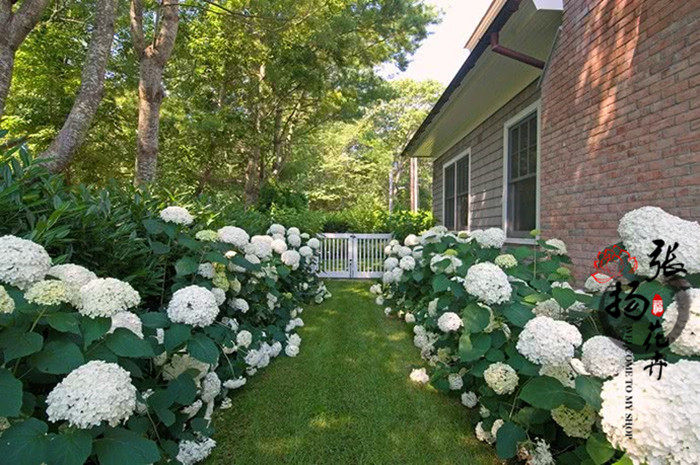 特大花无尽夏绣球花苗多年生花卉盆栽庭院阳台花园植物变色八仙花