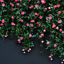 Simulation rose rose vine fake flower flower rattan air conditioning pipe decoration flower rattan winding plastic flower wall hanging wall