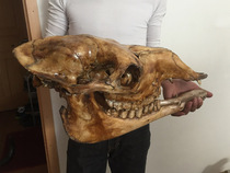 Natural camel skull specimen pendant Camel skull handicraft ornaments Minotaur sheep head bone real camel head