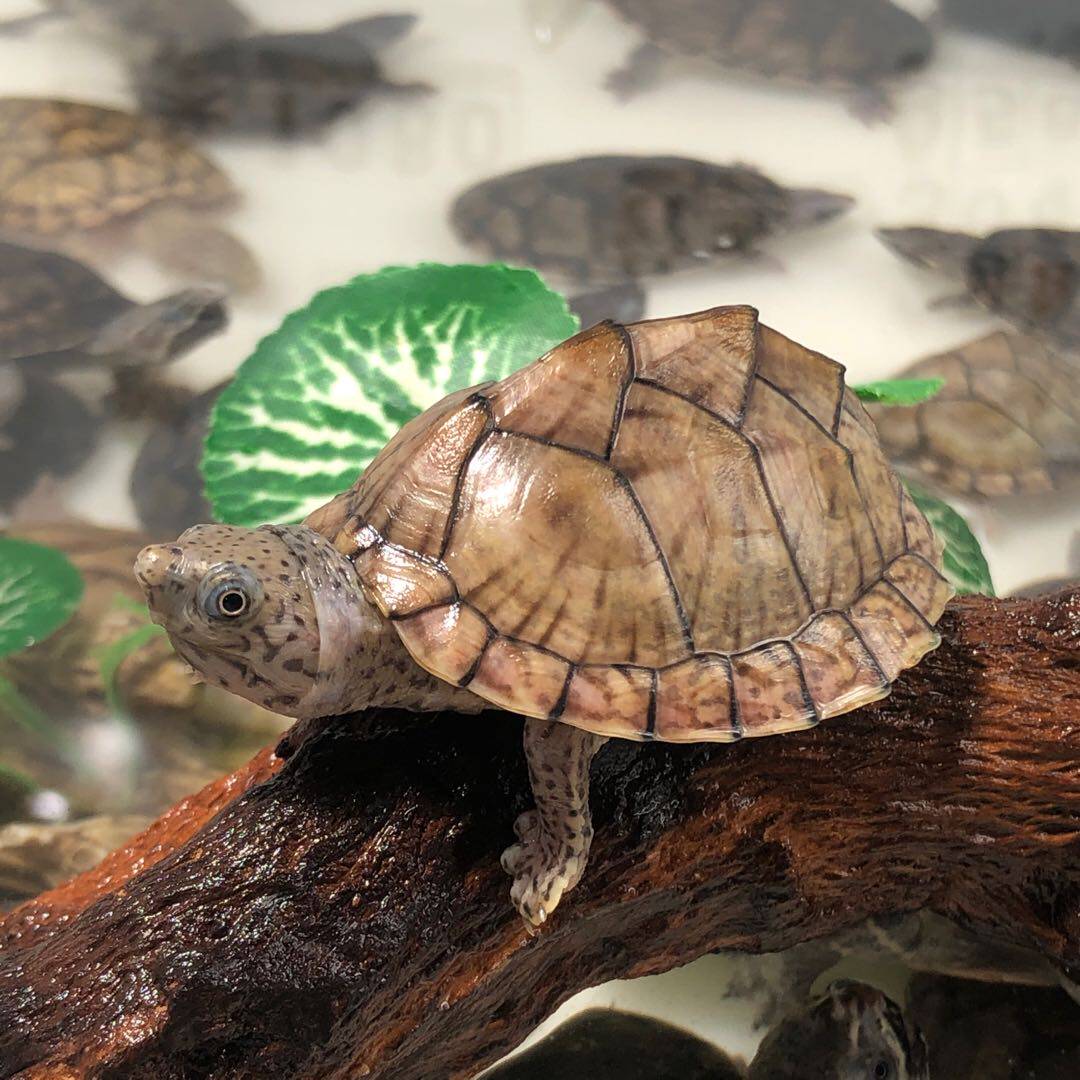 剃刀龟苗成体迷你龟种公巨头蛋龟巨头麝香龟萌宠