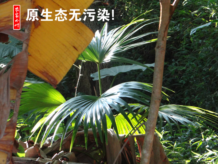 大蒲扇子 农村棕叶大蒲扇 芭蕉扇 棕榈扇 大葵扇子 老人扇 济公扇图片