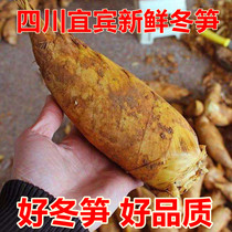 Fresh winter shoots big 5 2 to 1 kg now dig to discover Sichuan Yibin Shu Nanzhu Sea native to produce wild bamboo shoots