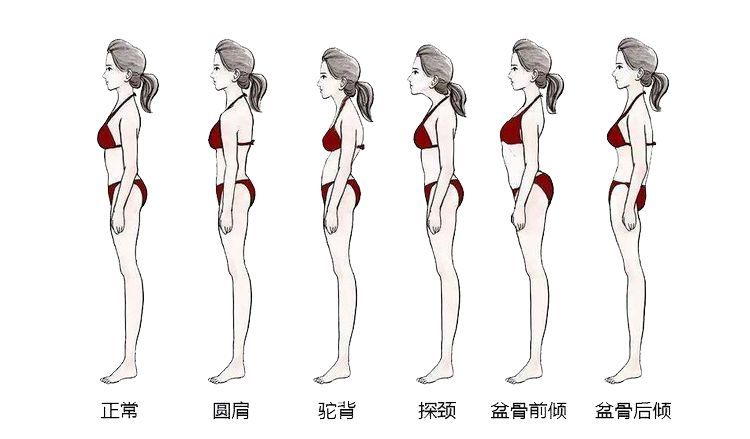 体态评估表工作室私教运动人体墙纸 好评好店