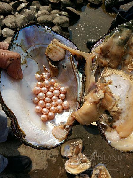 鲜活淡水珍珠蚌 20厘米十年大河蚌取珍珠 水族观赏 diy手工饰品