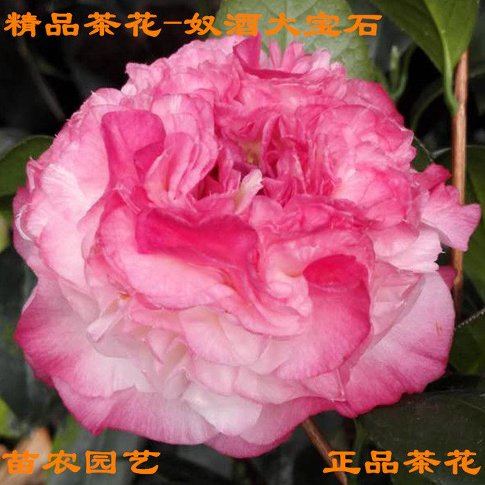 奴酒大宝石茶花苗绿植室内阳台庭院绿化盆栽山茶花树苗嫁接大苗
