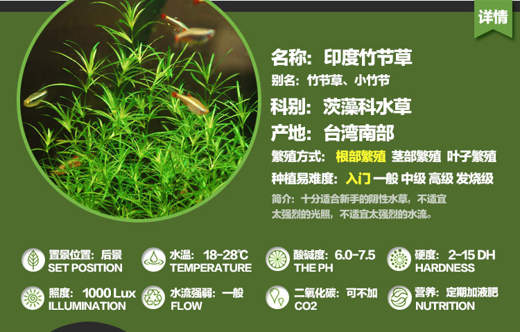 [水族乡]印度竹节草 小竹节 中后景造景 虾缸躲避真水草缸活体
