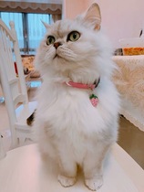 Handmade ~ Pet collar~