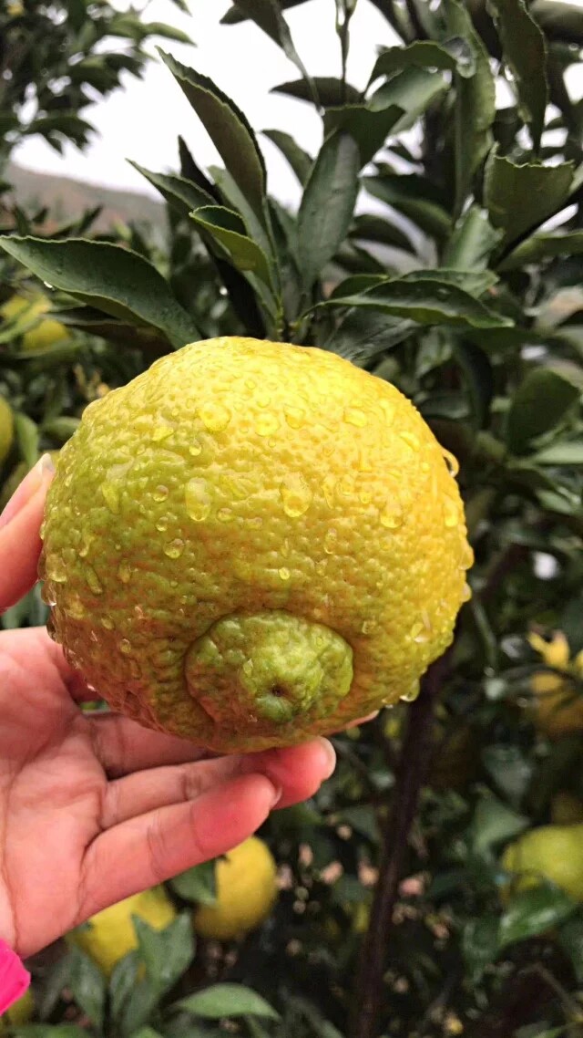 新品上架雪香贡柚 甜蜜沁香特级大果11斤一件138元广东包邮