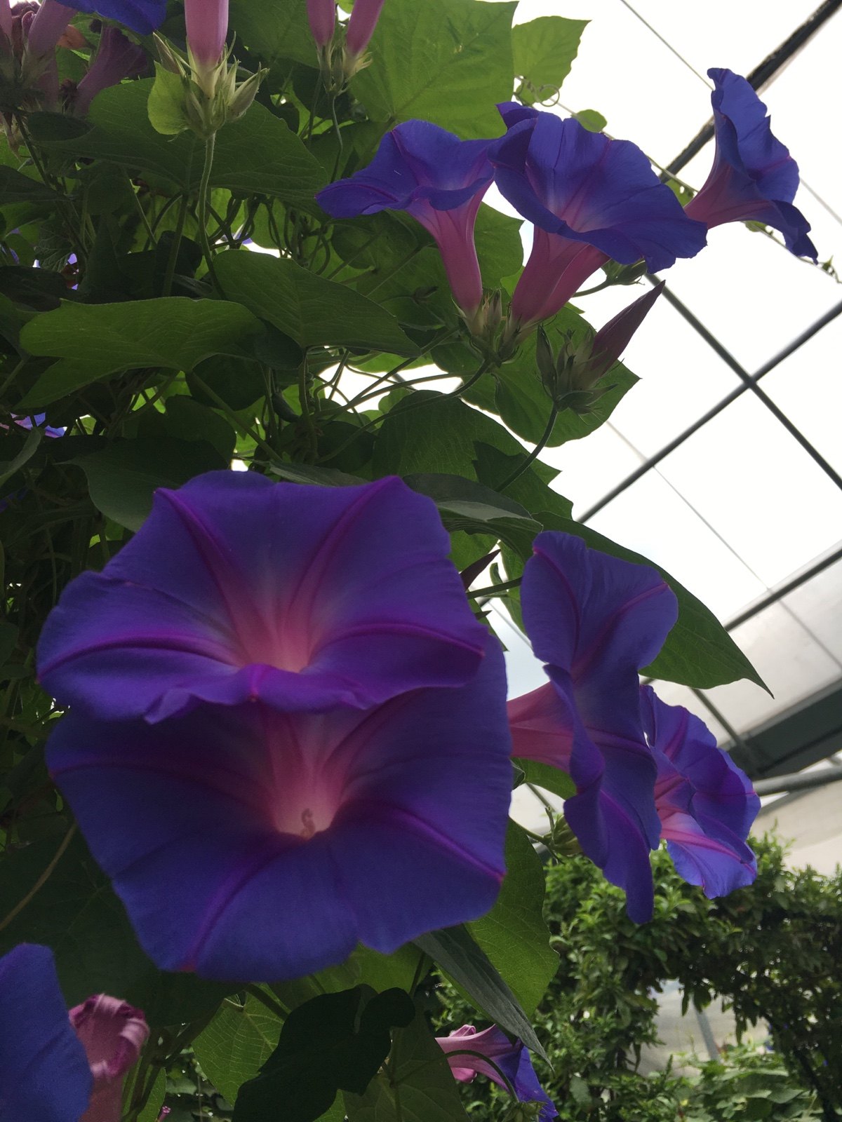 英国大花牵牛,美国牵牛,多年生宿根牵牛详情图片1