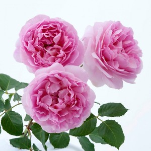 爬藤蔷薇花苗大苗藤本月季带花苞四季开花庭院阳台玫瑰盆栽花卉