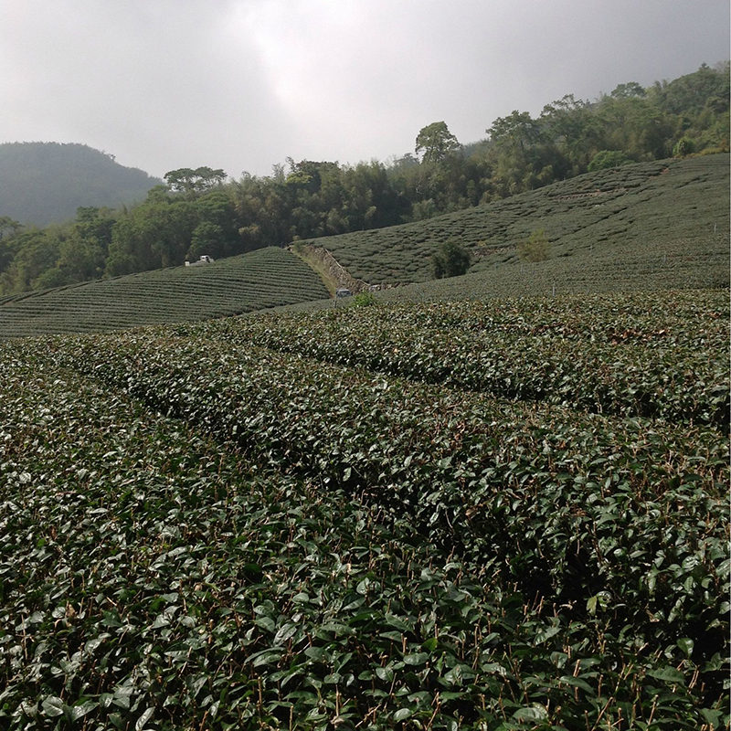 带你认识台湾高山茶的五大产区