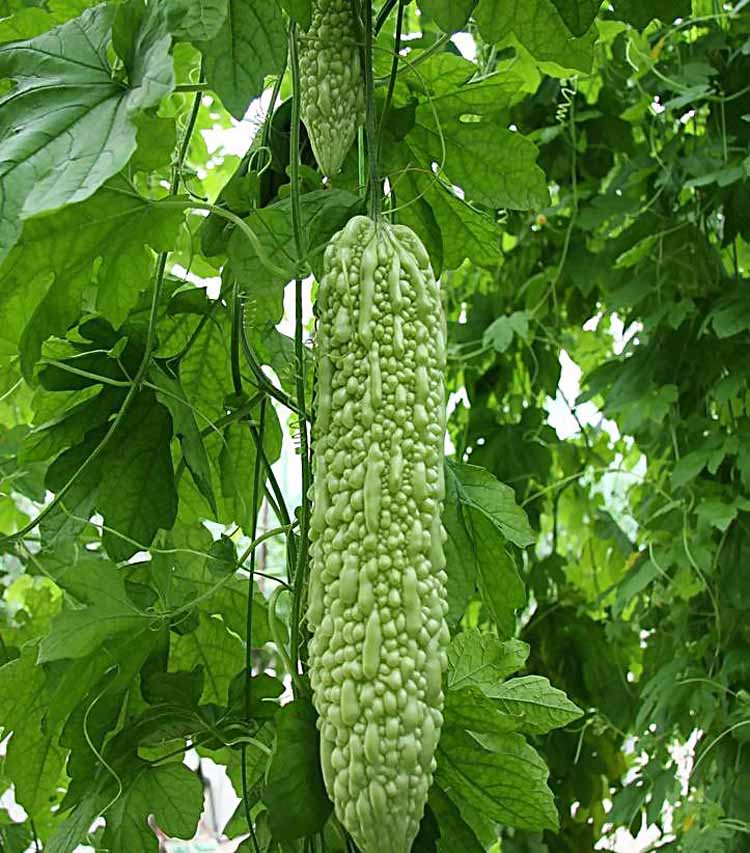 长苦瓜种子 青皮苦瓜 易种蔬菜种子 家庭阳台盆栽种菜 9.