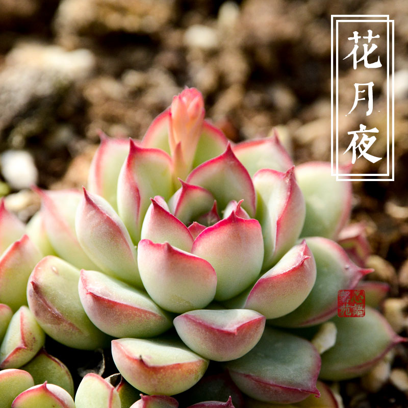 花月夜多肉精品多肉植物 办公桌心语馨苑迷你绿植盆栽买2送1_7折现价