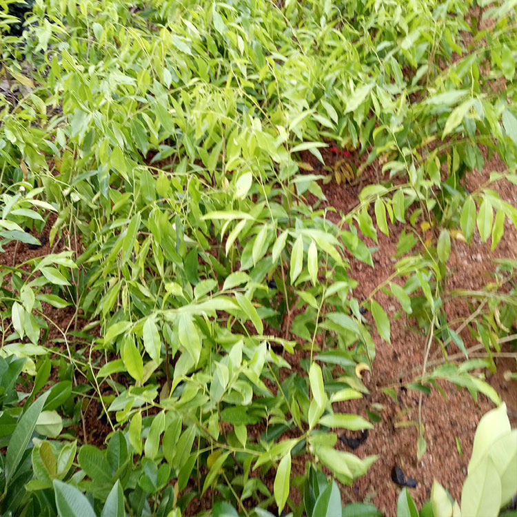 沉香苗奇楠沉香珍贵树苗降真香白木香檀风水树苗带叶发货