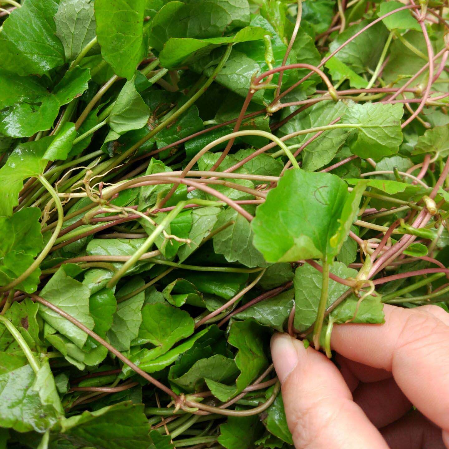 新鲜积雪草 野生雷公根纯露农家崩大碗食用马蹄草1斤 2斤起拍