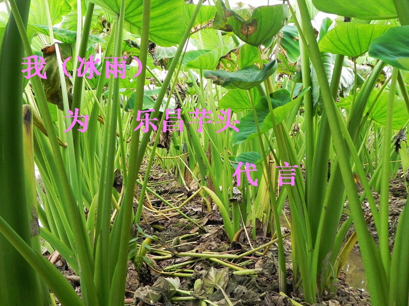 4~5斤1个 乐昌炮弹芋头 张溪芋头 槟榔芋 香芋pk荔浦芋头