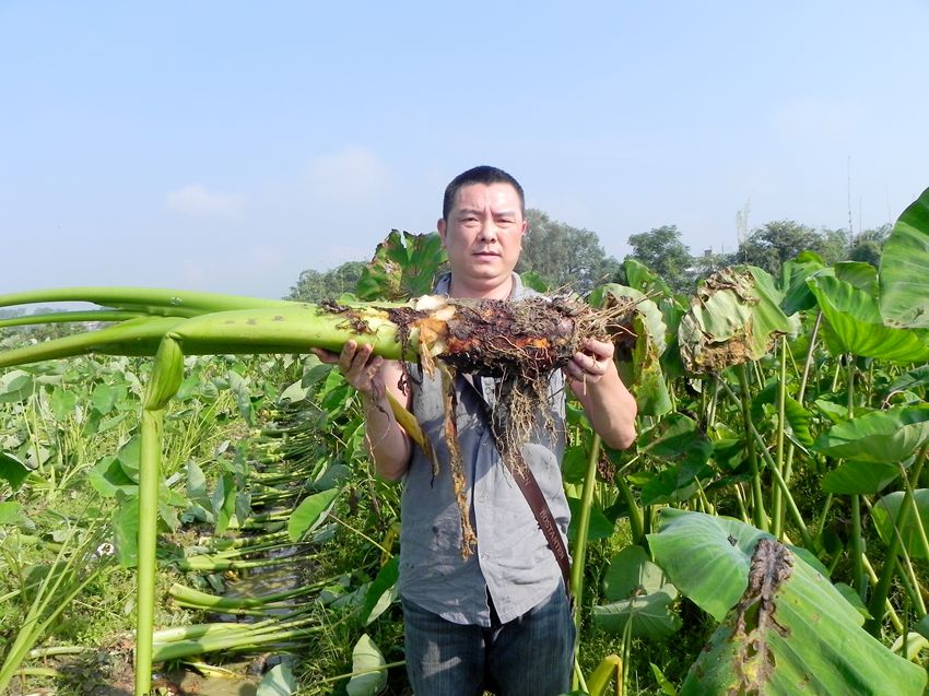 张溪芋头vs荔浦芋头图片