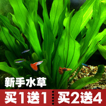 Royal Crown Grass Aquarium Aquarium Landscape Water Landscape Decoration Natural Real Water Plant Living Plant Big Crown Grass