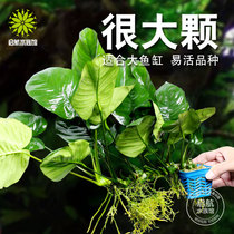 Big water Banyan big leaf water grass fish tank decoration real water grass aquarium landscape plant living large background grass easy to live