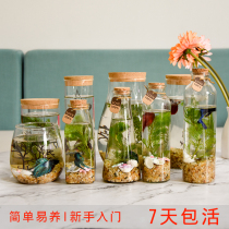 Aquarium aquarium fish Office Aquarium aquarium fish Micro-ecological bottle Care-free glass bottle Ecological fish tank