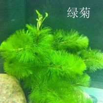 Green Chrysanthemum aquatic plant Aquarium living landscaping package Novice rear view grass Snapdragon stem type small fish tank algae