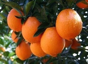 可盆栽的果树,橙中极品,正宗江西脐橙,花香果甜