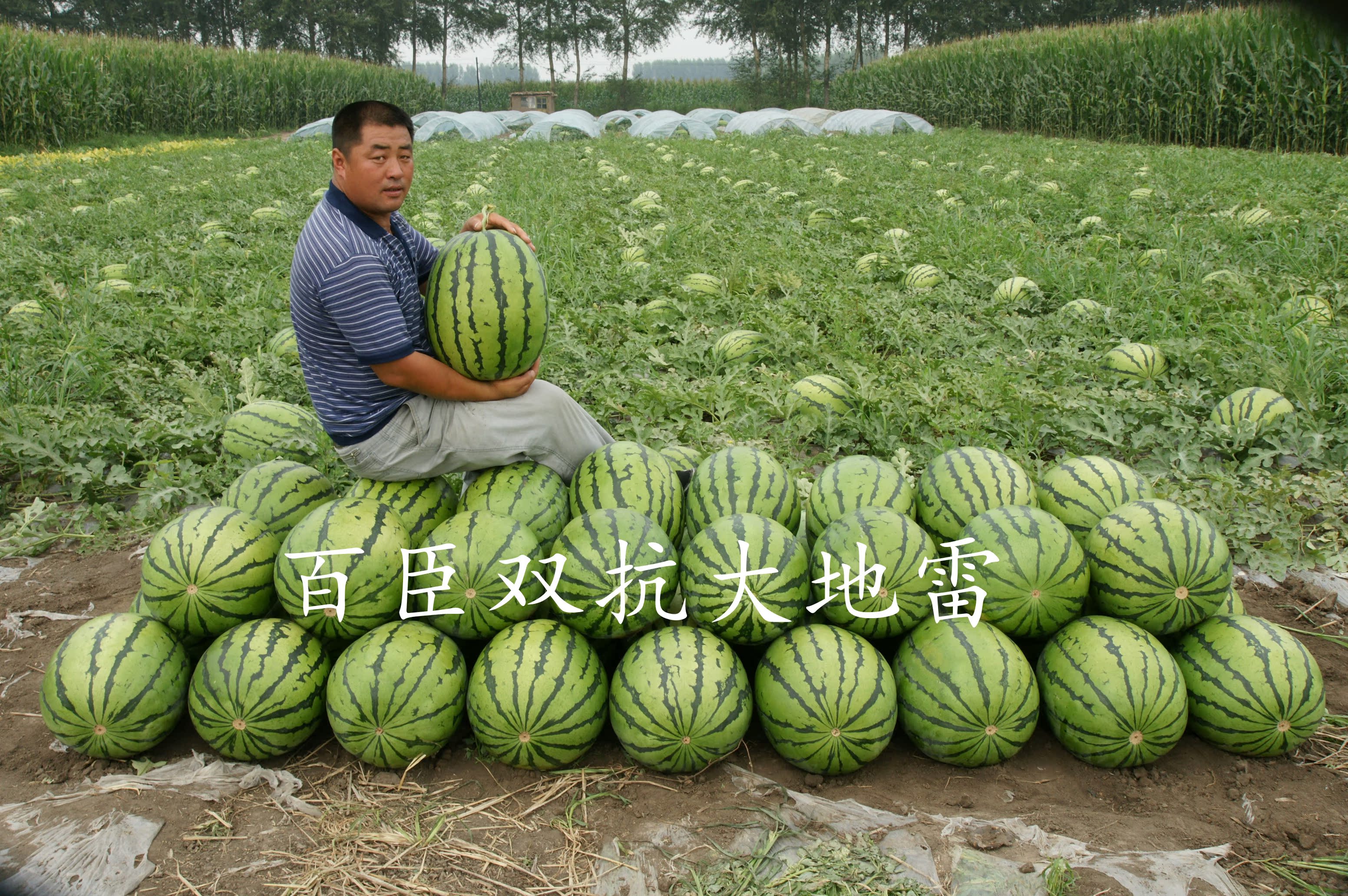 百臣双抗大雷地高产西瓜种子抗病强抗重茬薄皮红瓤耐储运审定品种