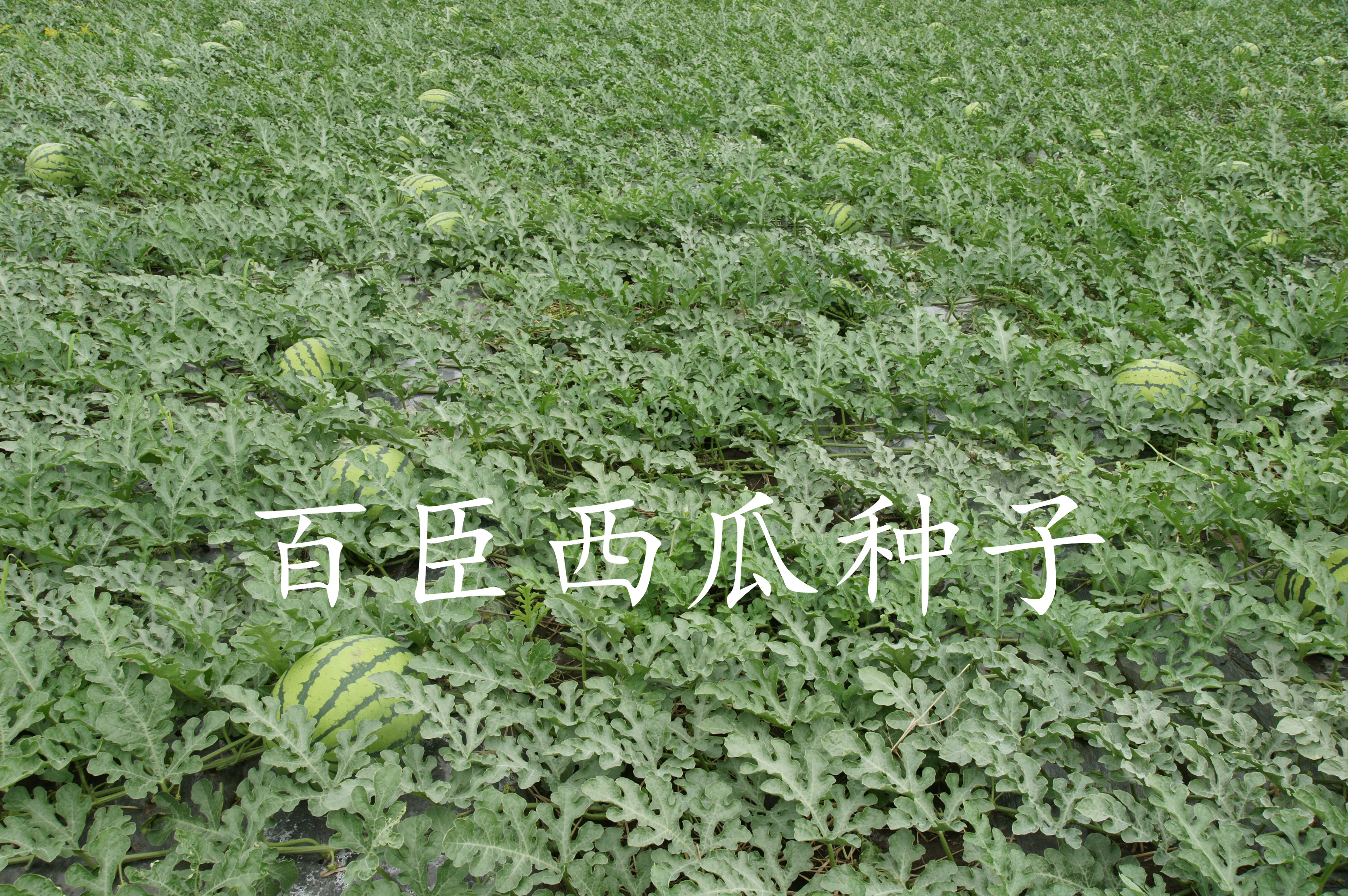 百臣大地雷二号西瓜种子抗病强高产抗重茬薄皮红瓤含糖量高