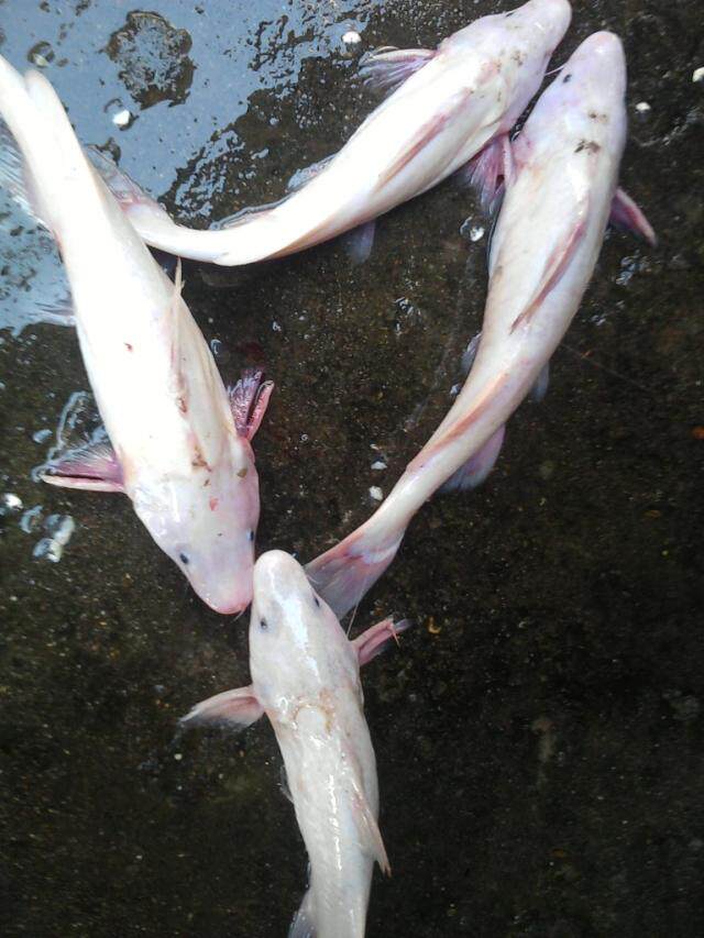 湖北荆州特产石首三宝笔架鱼肚珍贵食品荆楚名菜高档礼品额满包邮