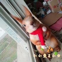 Small wheat Snow ground Yellow Mountain squirrel mink Hedgehog Rabbit Dragon Cat for New Year Christmas Little scarves can be booked for size