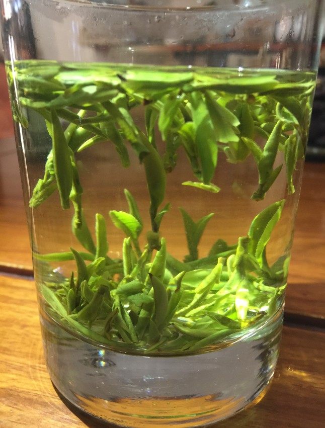 金紫笋茶叶(金紫笋茶叶适合海拔多高种植)