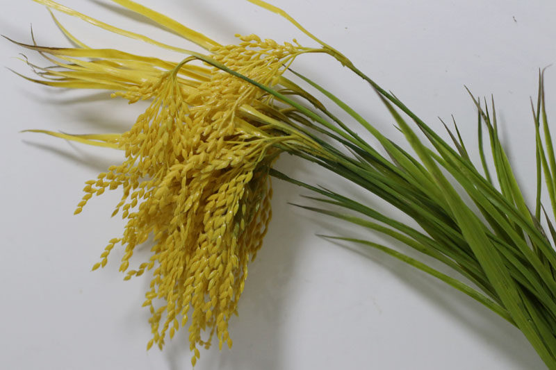 共和国精品-模型馆 | 水稻仿真稻谷稻穗假水稻道具舞蹈背景装饰塑料花