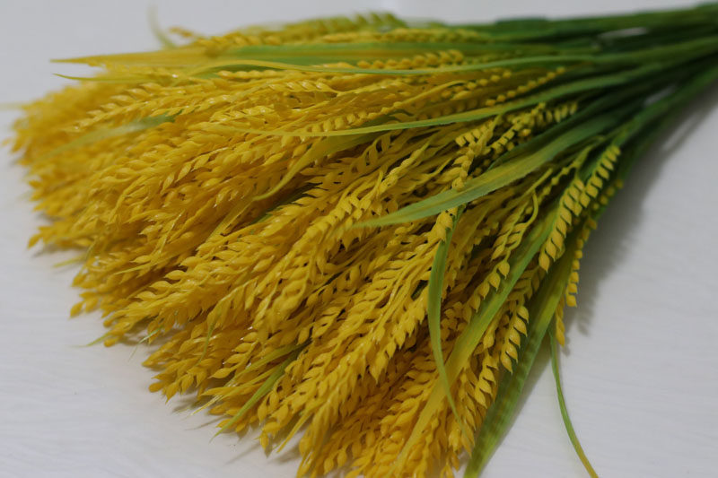 高度43厘米左右,5叉5片叶子,每叉穗长21厘米左右每叉上面约12串小谷穗