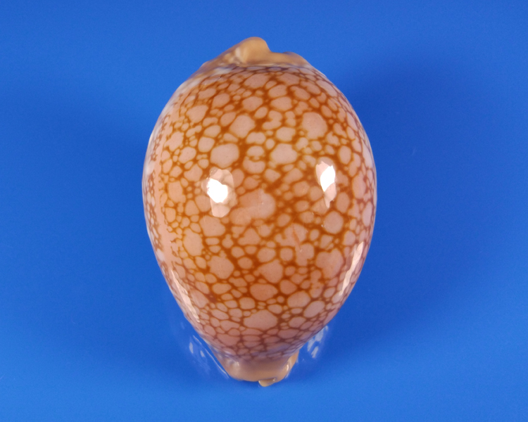 Купить Морская раковина lyncina broderipii красный пион поСпиро