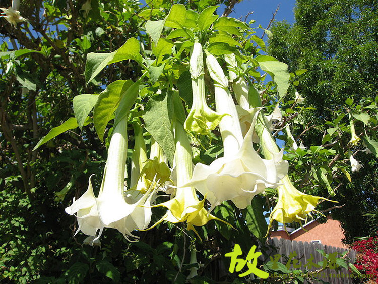 曼陀罗花种子盆栽黑色曼陀罗种子石蒜花曼珠沙华种子彼岸花种球根