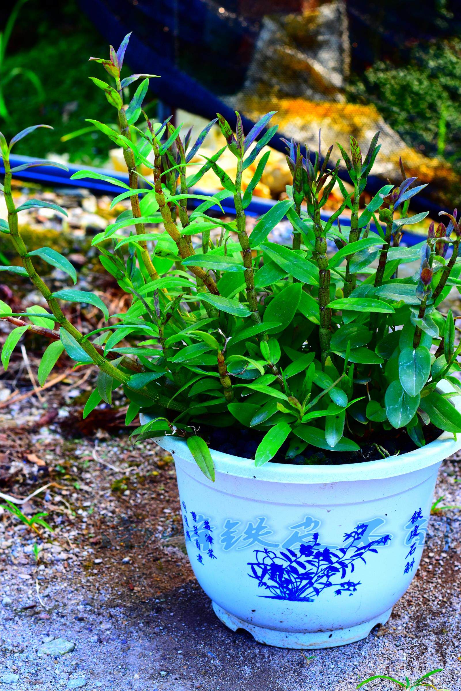 乐清雁荡山红杆软脚铁皮石斛苗霍山铁皮石斛盆景盆栽3年枫斗鲜苗_8折