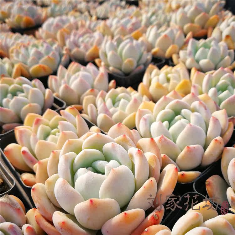 刘家花坊 芙蓉雪莲 橙梦露 多肉植物果冻色萌肉肉新品云南品质